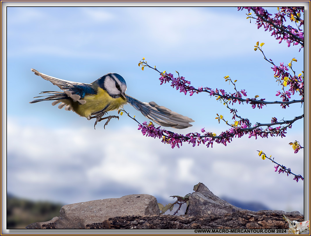 Mésange bleue